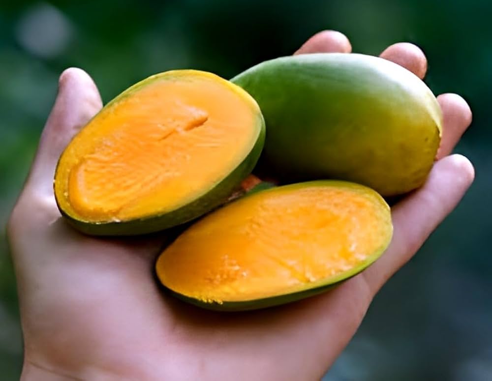 Chandarakaran Mango Plant - Kerala Heritage Variety - Keyfarm Wayanad