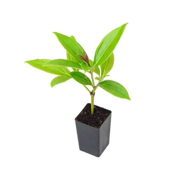 Medinilla Myriantha - SMALL