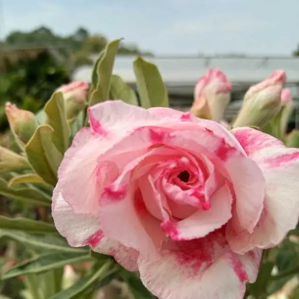 Adenium Plant - 53