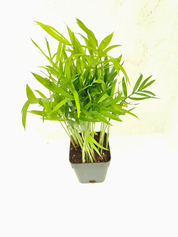 Bamboo Palm foliage detail – healthy tissue culture houseplant – Foliages India