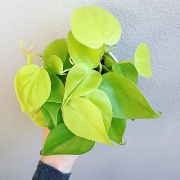 Philodendron Neon