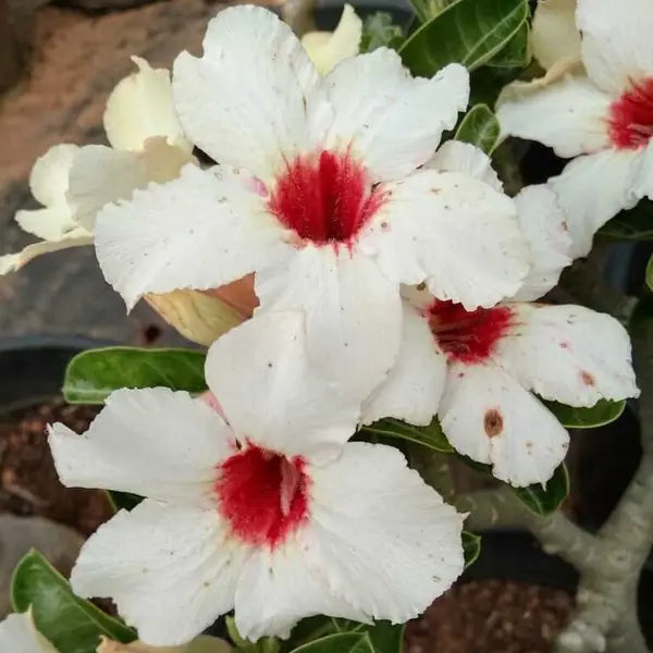 Adenium Plant -54