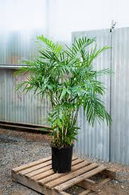 Bamboo Palm Live Plant – Rare Starter TC Plant – Foliages India