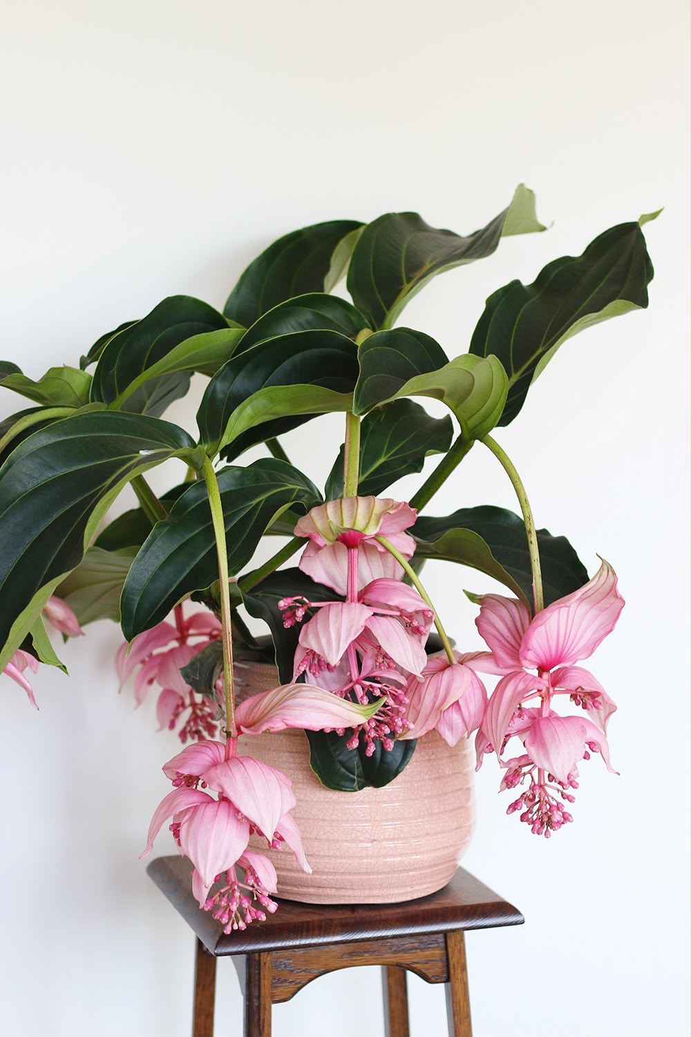 Medinilla Magnifica healthy live foliage plant – Foliages India