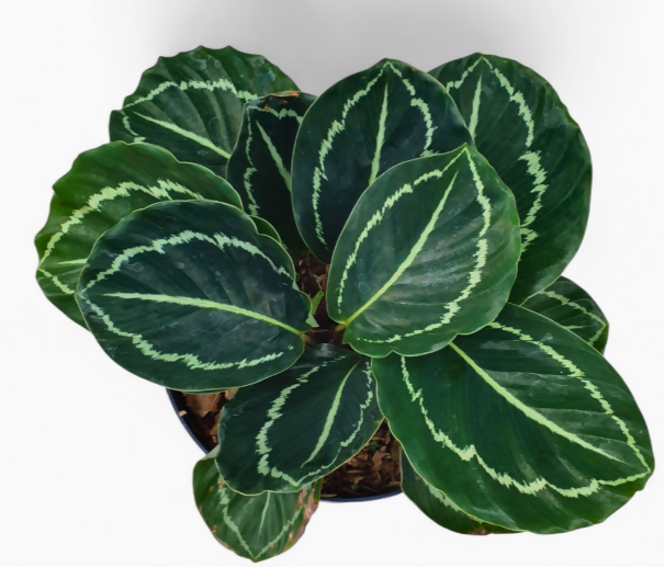 Calathea 'Green Lipstick' Potted Houseplant