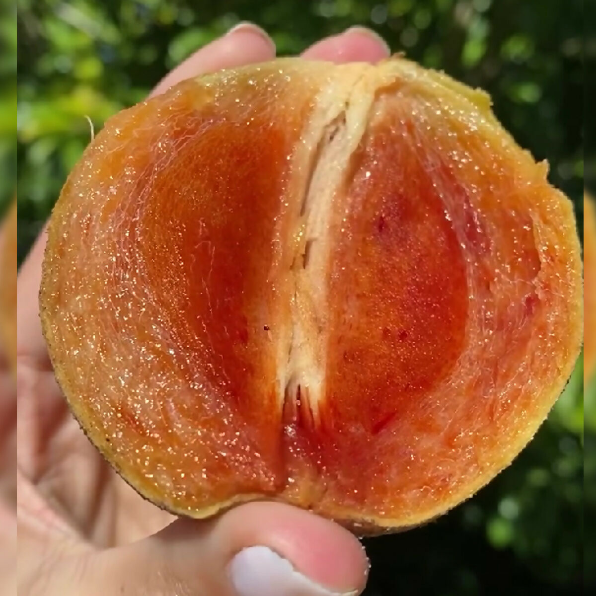 Chikku Sapote Fruit Plant (Manilkara Zapota)