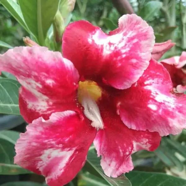 Adenium Plant -55