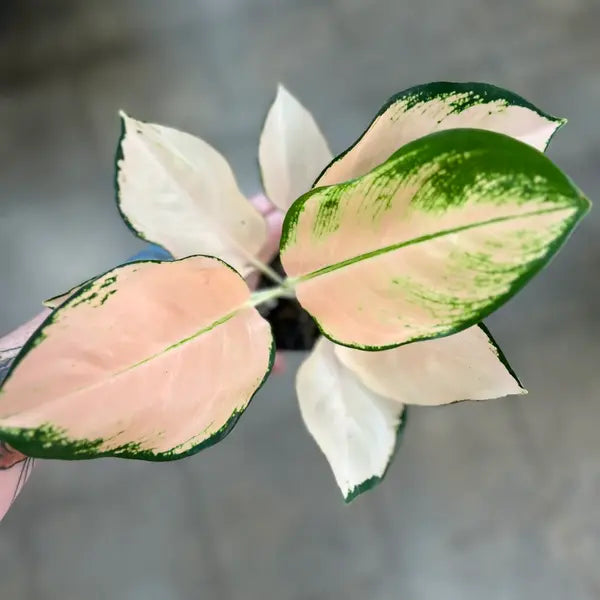 Aglaonema Cochin Peach