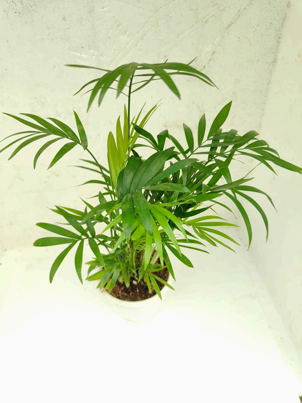 Parlor Palm foliage detail – healthy tissue culture houseplant – Foliages India