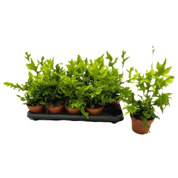 Hawaiian Sunshine Fern (Phymatosorus scolopendria)