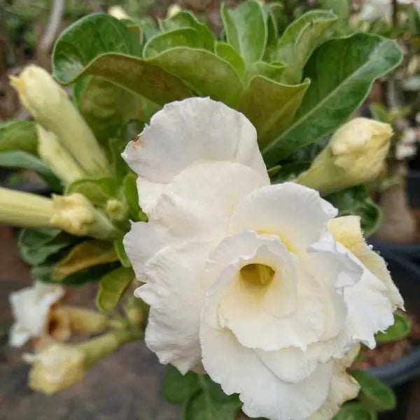 Adenium plant - 56