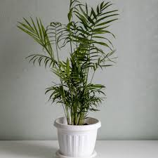 Parlor Palm Live Plant – Rare Starter TC Plant – Foliages India