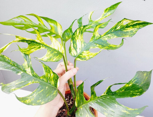 Pinnatum golden flame