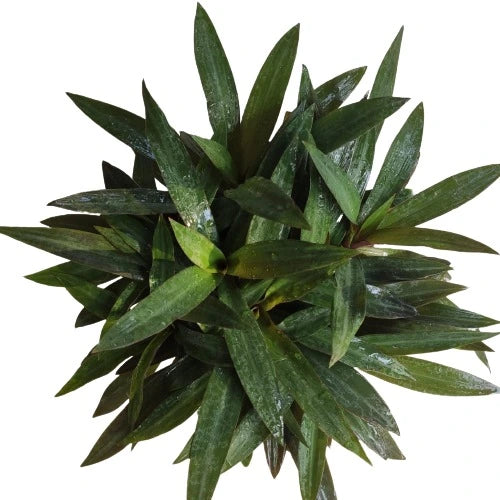 Rhoeo plant - Green