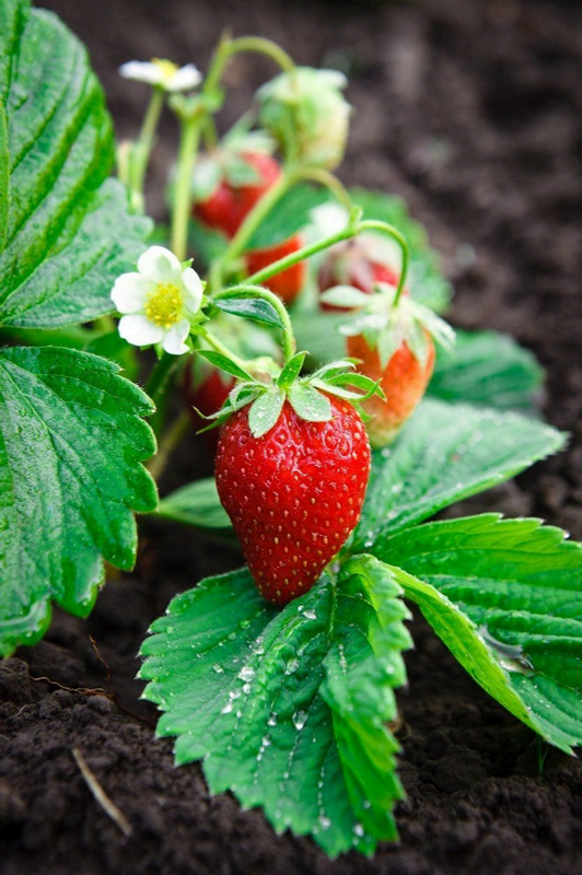 Strawberry Live Plant – Rare Starter TC Plant – Foliages India