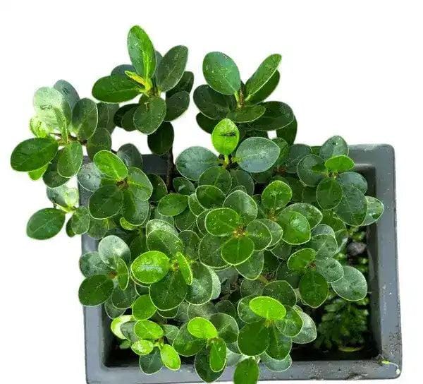 Ficus Microcarpa Compacta leaf details and texture – healthy indoor plant