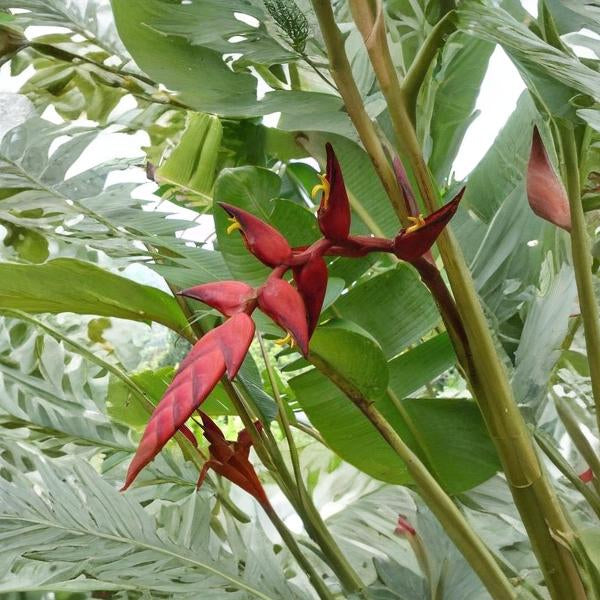 Heliconia Curtispatha