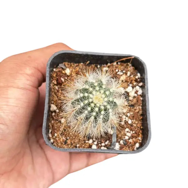 Parodia Magnifica - Cactus