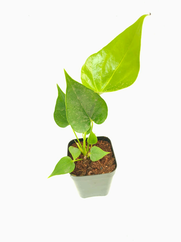 Red Anthurium foliage detail – healthy tissue culture houseplant – Foliages India