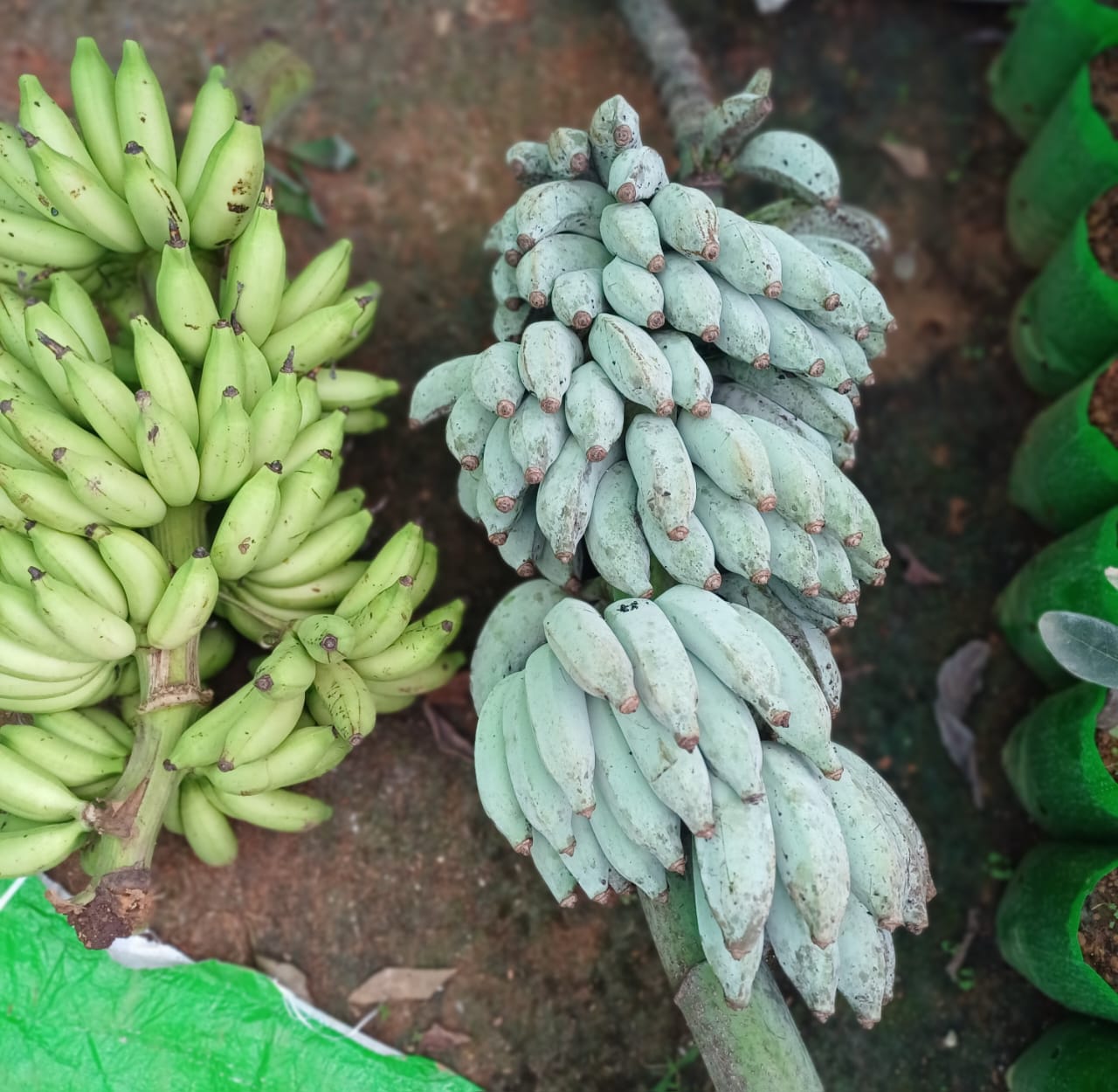 Blue Java Banana Fruit Plant - Keyfarm Wayanad