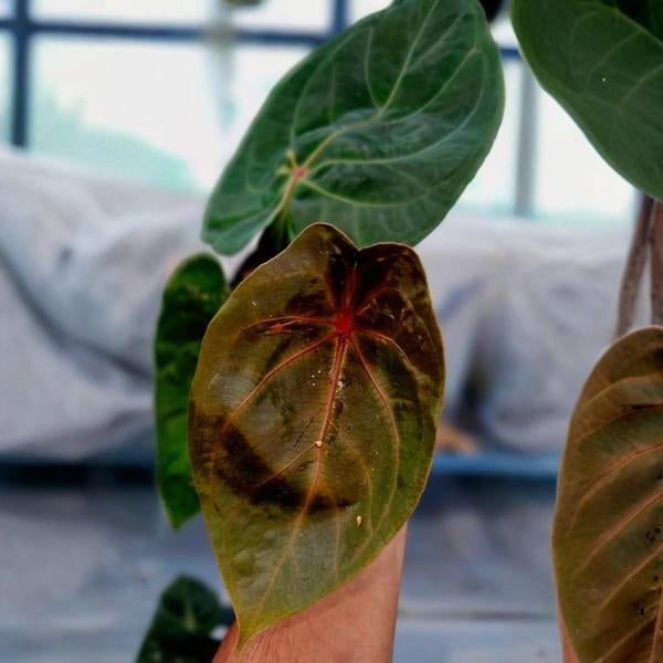 Anthurium AOS x Red Spider