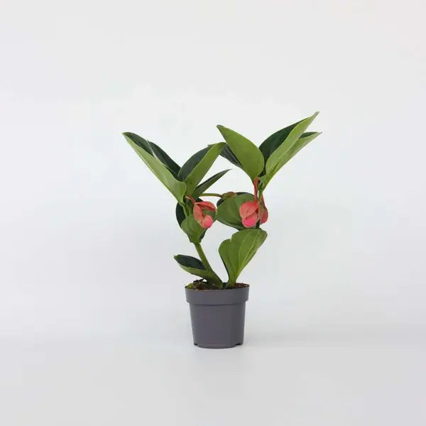 Medinilla Magnifica