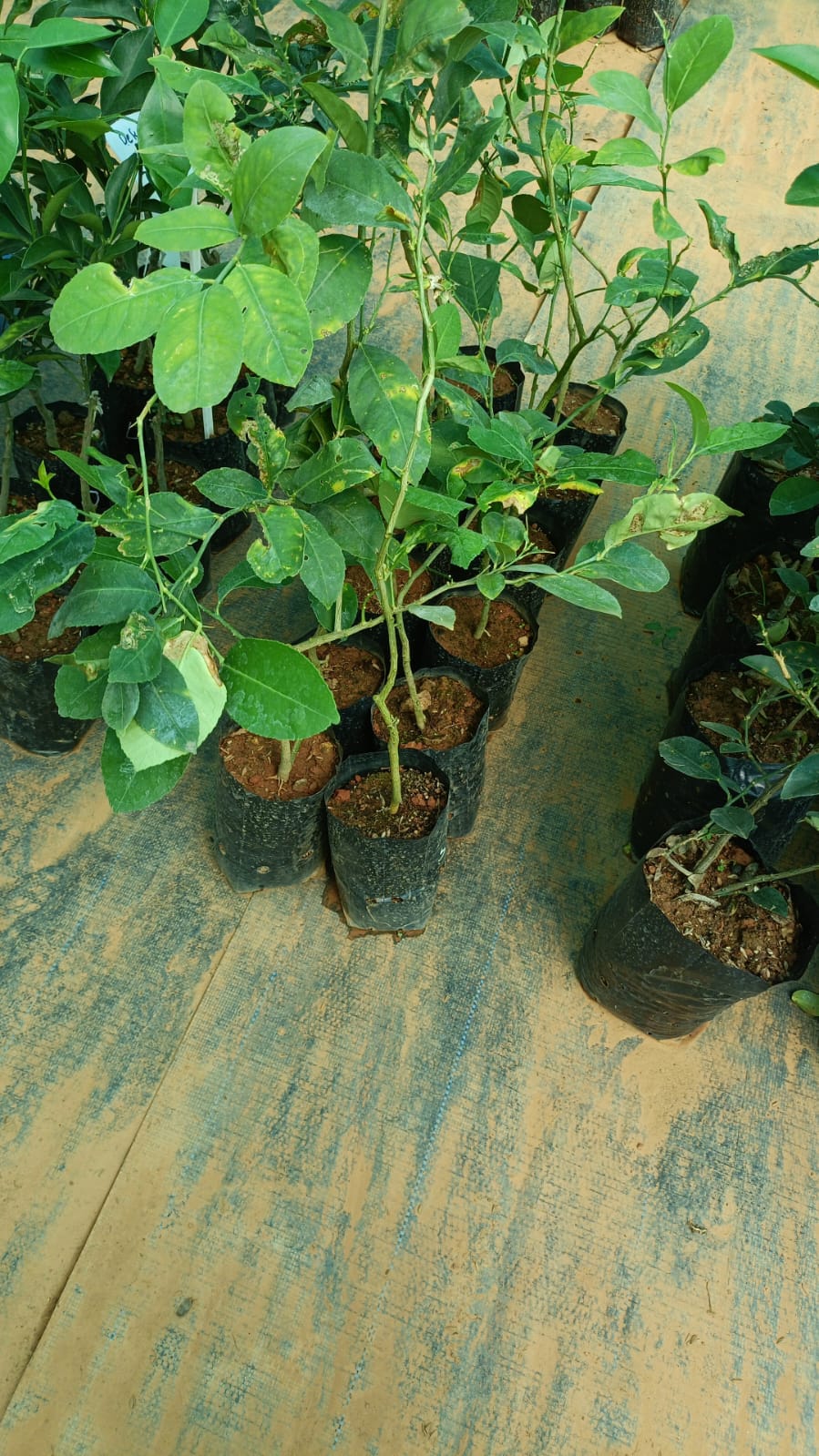 Seedless Lemon Plant - Citrus Fruit Tree - Keyfarm Wayanad
