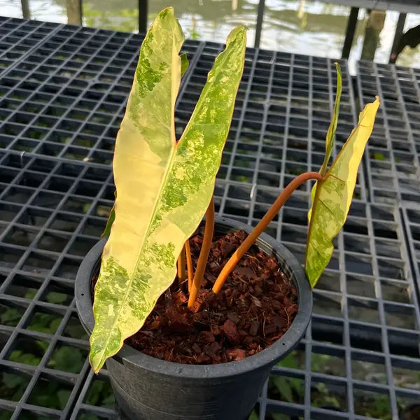 Philodendron Billietiae Variegated - Super Rare
