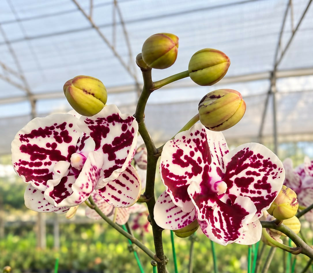 Phalaenopsis-1274