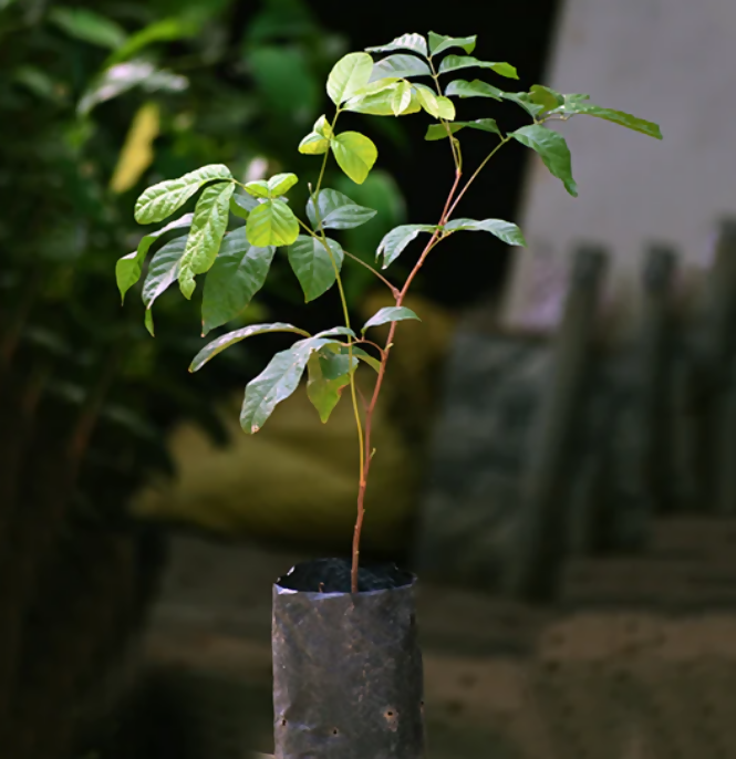 KAK JAM Fruit Plants (Lepisanthes Rubiginosa)