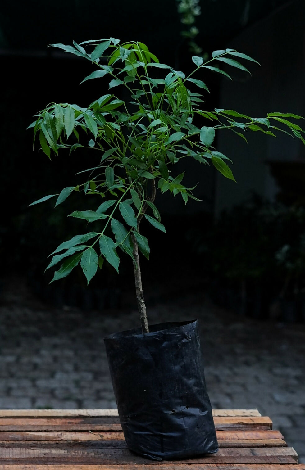 Sweet Ambarella Fruit Plants (Spondias Dulcis)