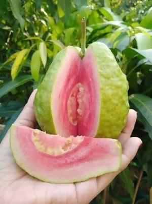 Pink Thai Guava Fruit Plant (Psidium Guajava)