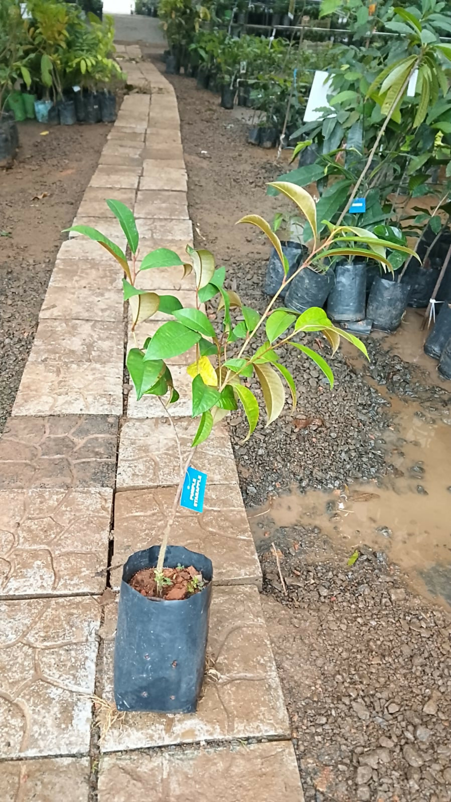 Purple Star Apple Fruit Plant - Live Chrysophyllum Cainito