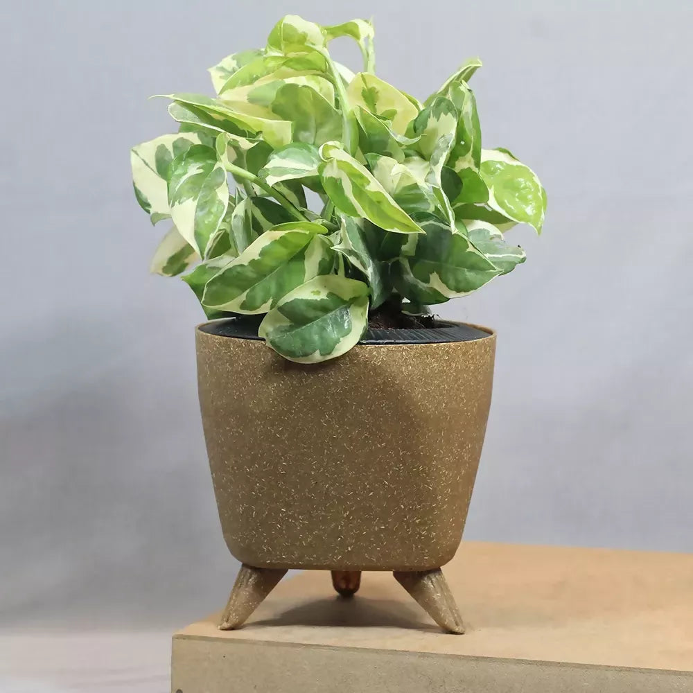 N Joy pothos / Enjoy pothos