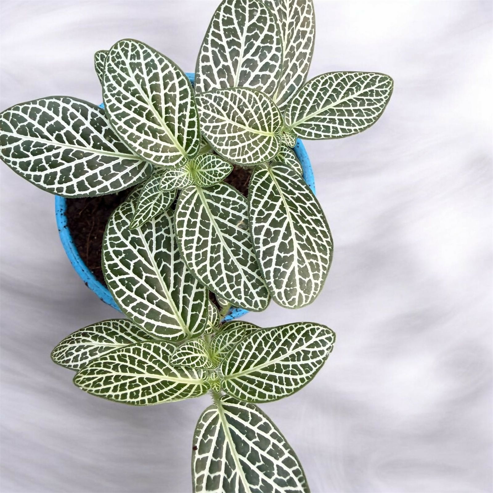 Fittonia