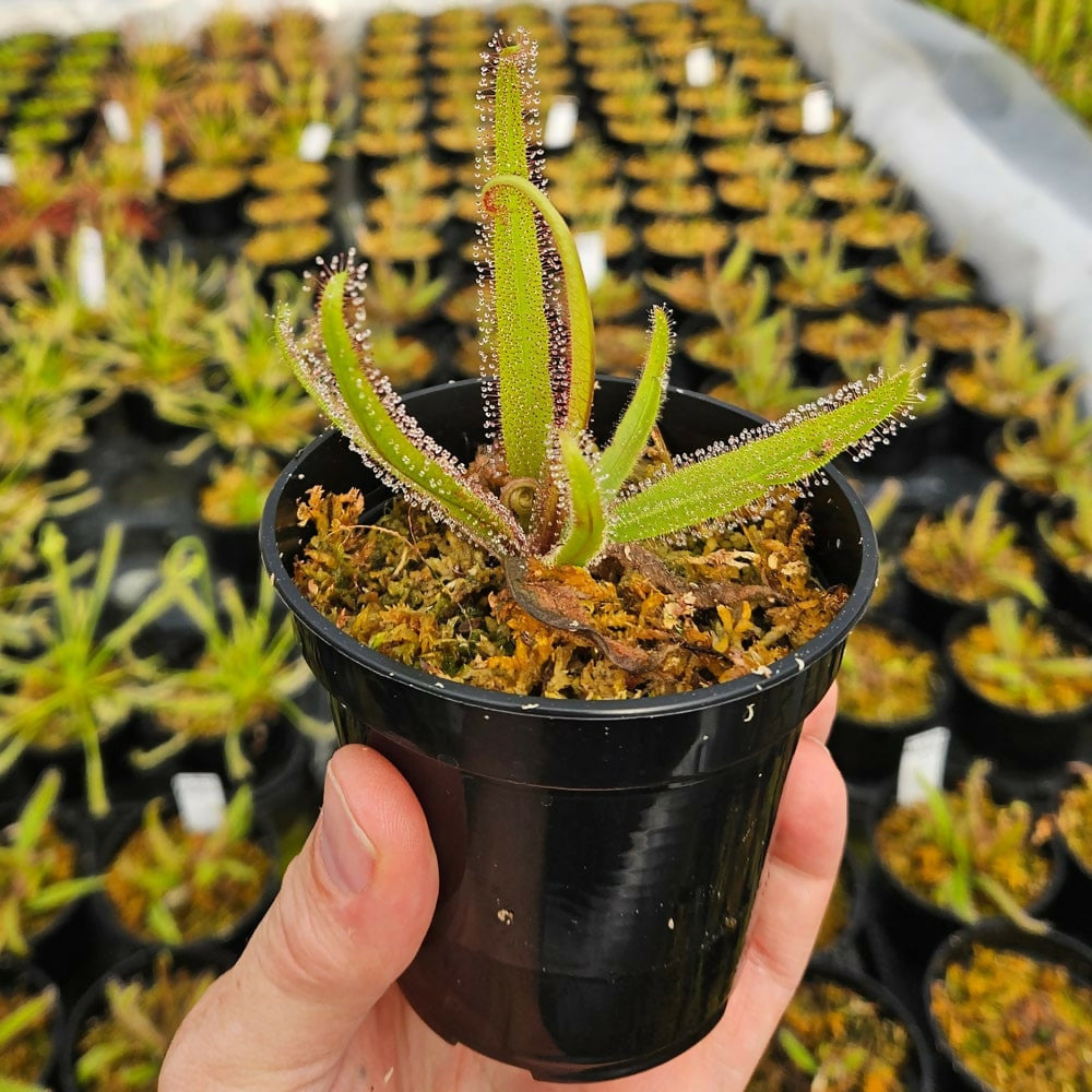 Drosera Adelae / Lance-leaved Sundew / Carnivorus Plant