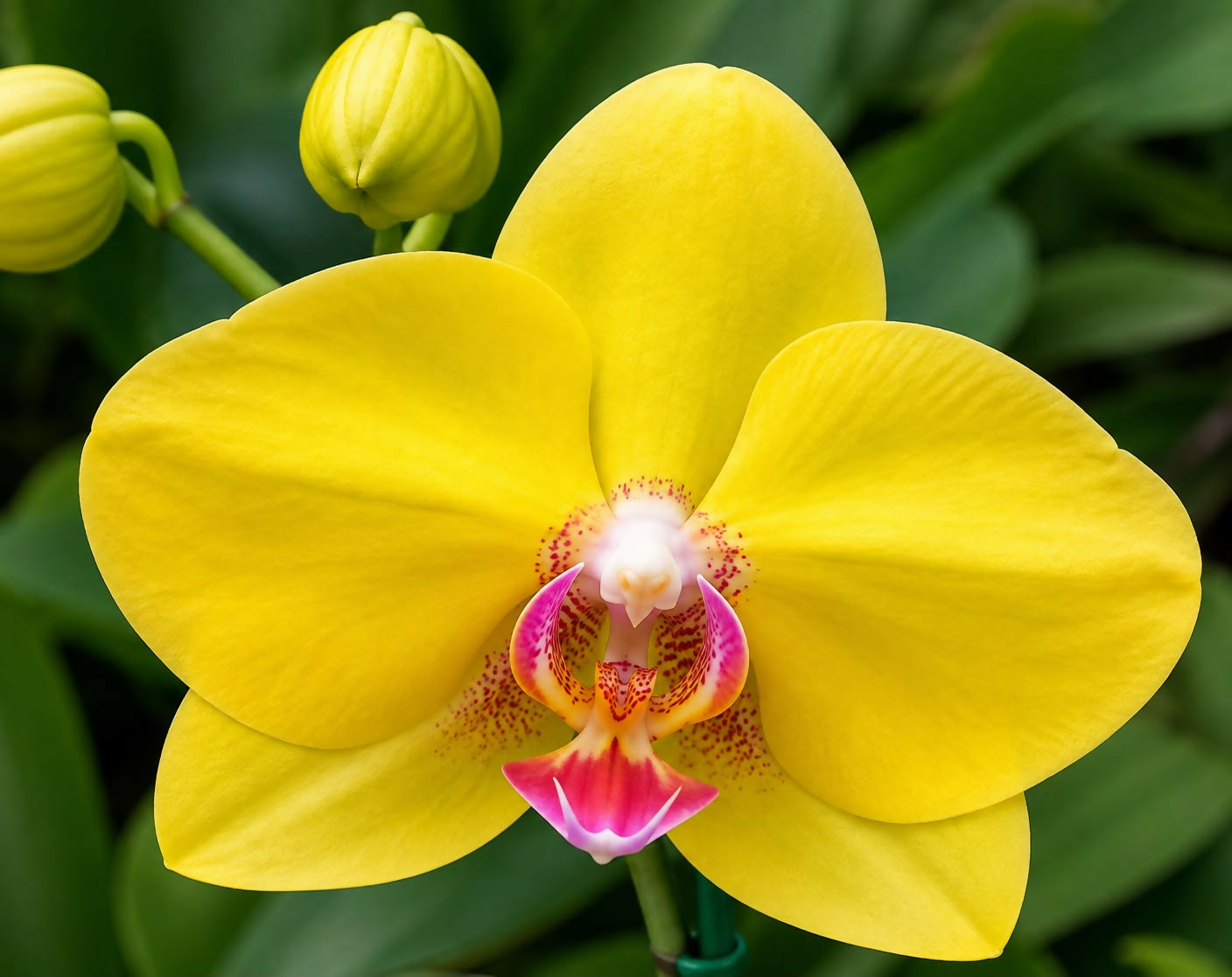 Phalaenopsis-986