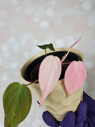 Philodendron Micans pink Variegated - Aloevera Greens
