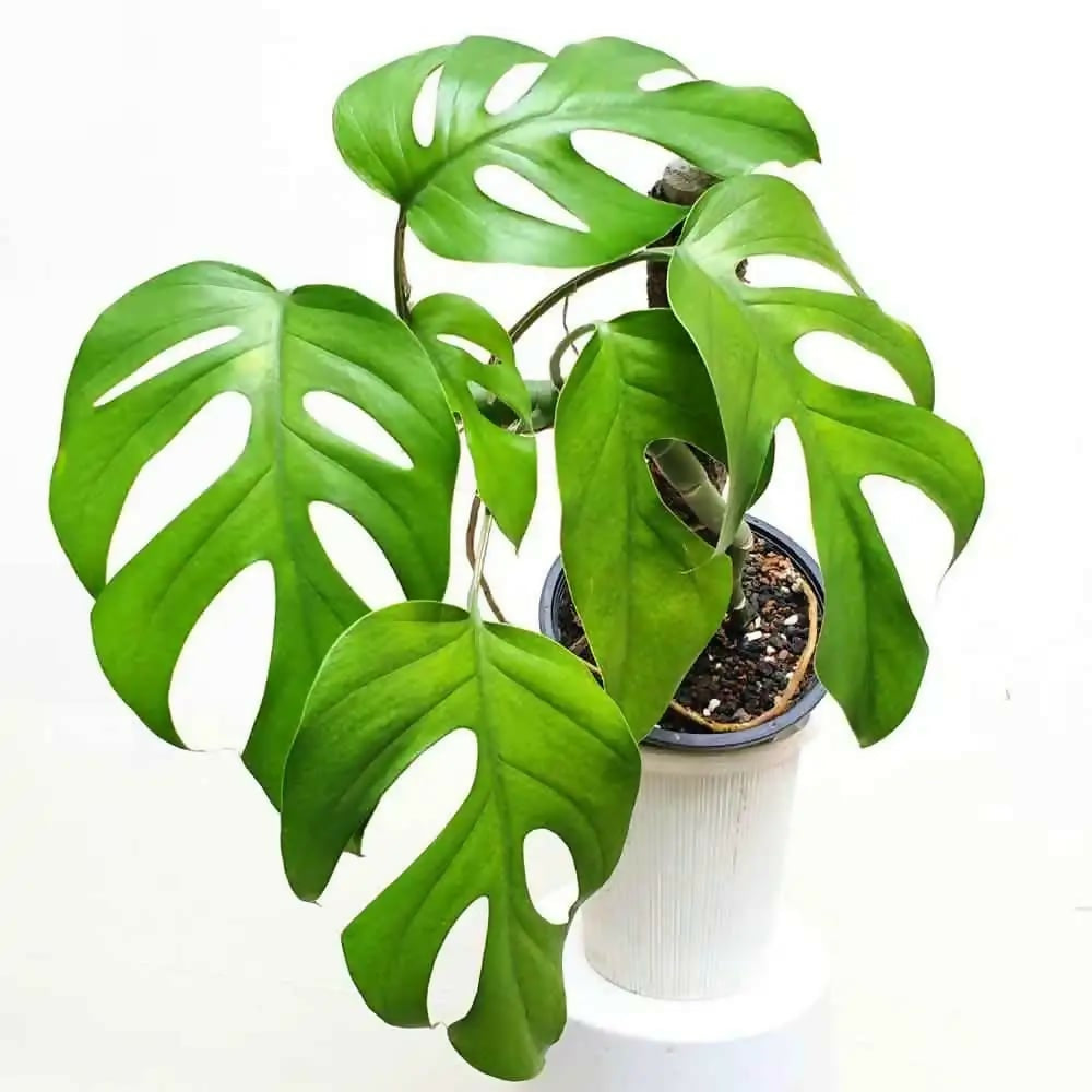 Monstera Rhaphidophora Pertusa