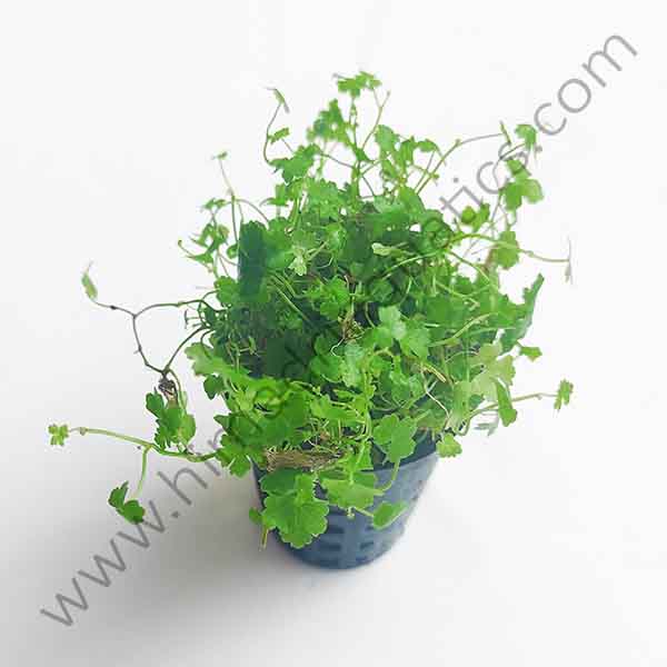 Hydrocotyle tripartita "Honda" (large pot)