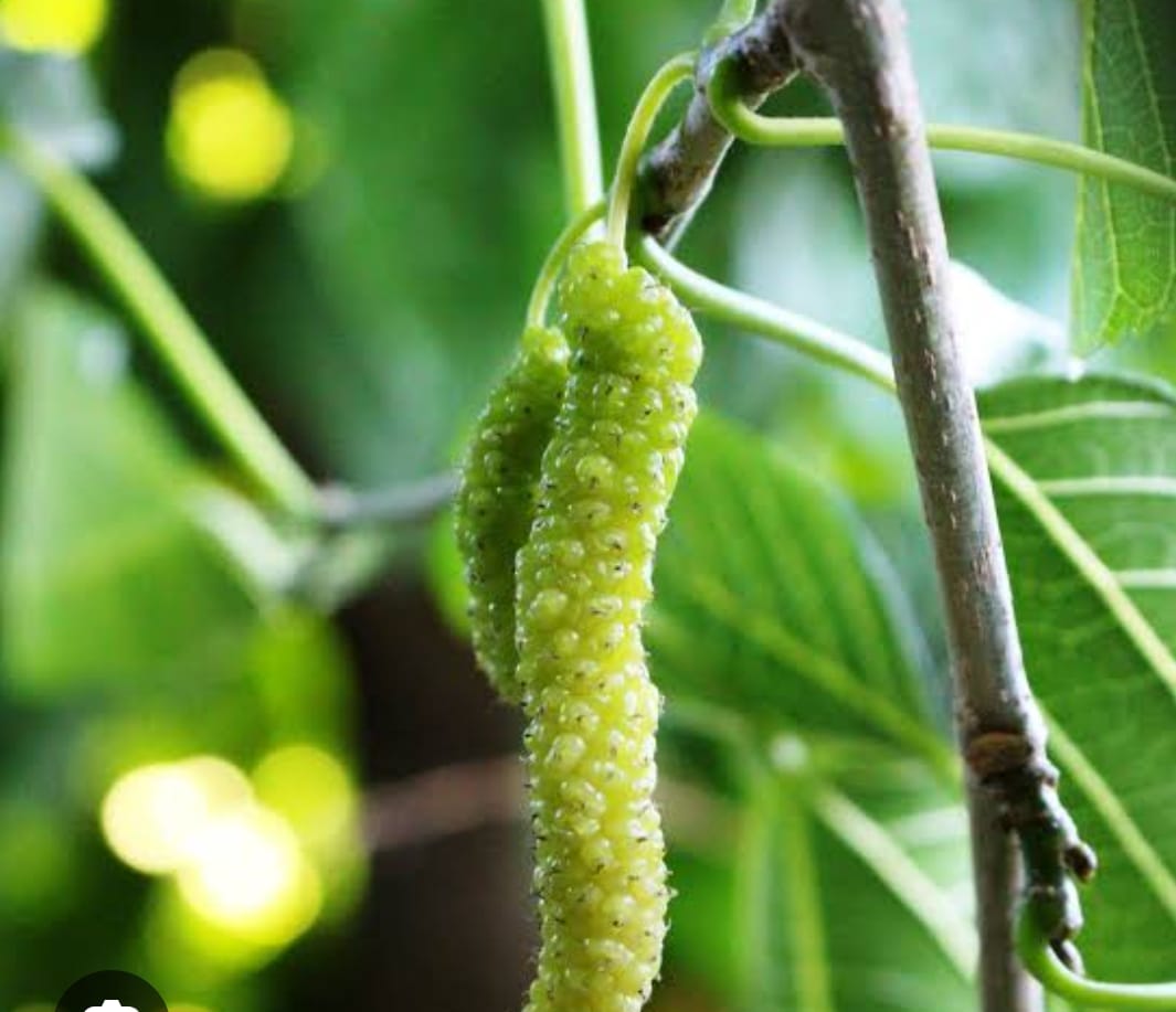 Kingwhite Mulberry Fruit Plant - Keyfarm Wayanad