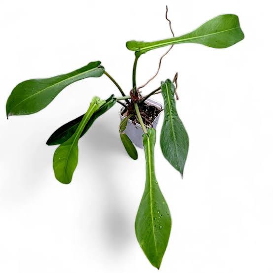 Philodendron Joepii healthy live foliage plant – Foliages India