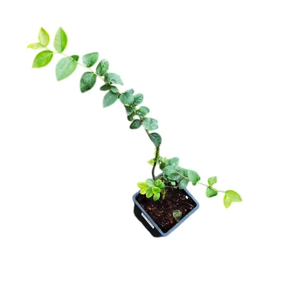 Blueberry Fruit Plant For Tropical Climate