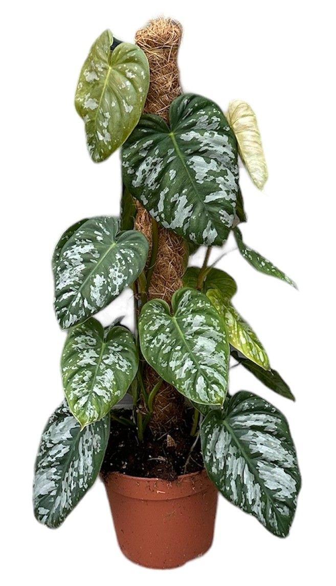 Philodendron Brandtianum Wild Form