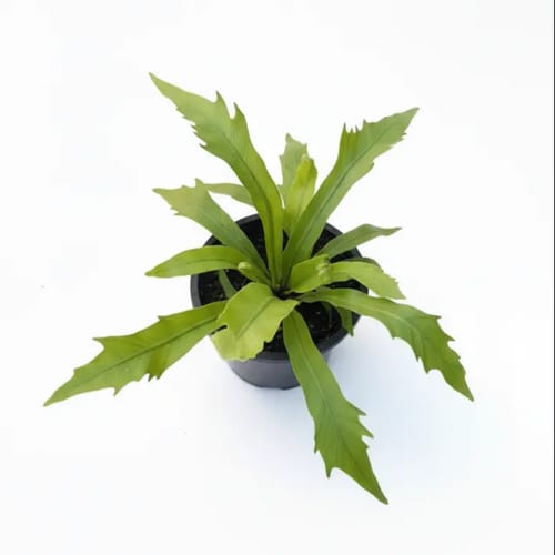 Asplenium Gioia leaf details and texture – healthy indoor plant