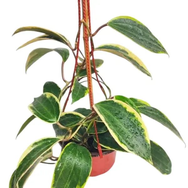 Hoya Macrophylla Variegated