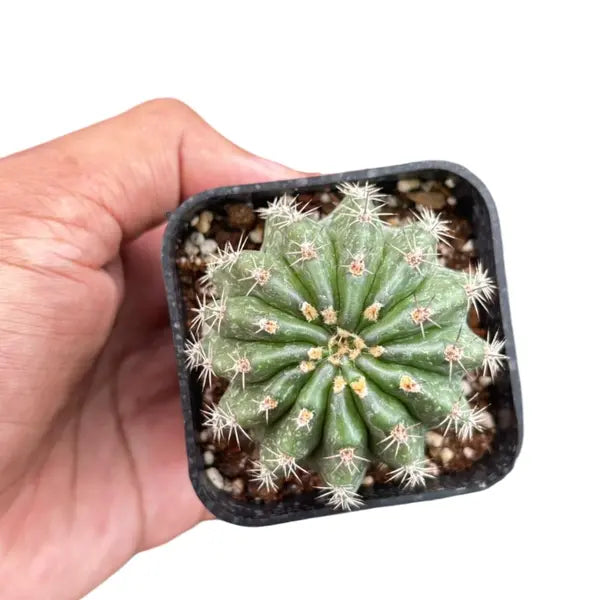 Levende cactus-zeldzame cactus