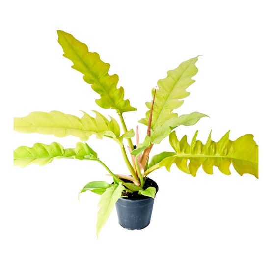 Philodendron Ring Of Fire Gold healthy live foliage plant – Foliages India