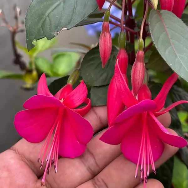 Fuchsia