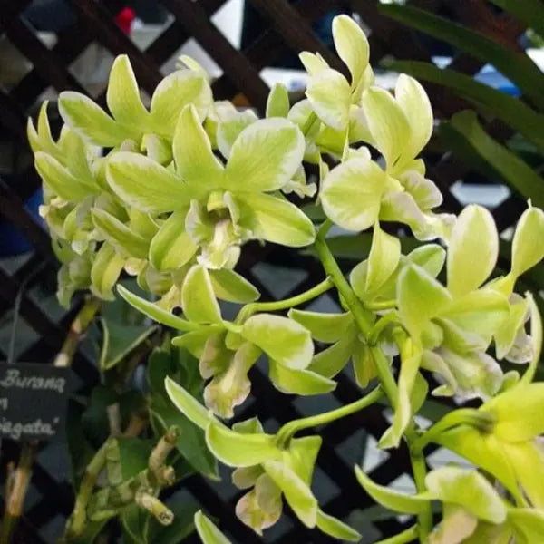 Dendrobium Burana Green Variegated - Rare Orchid